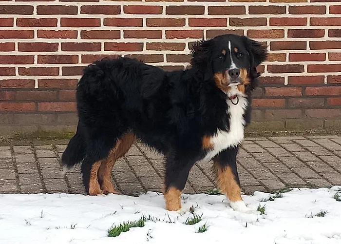 Boerenskuur De Bedstee Groen